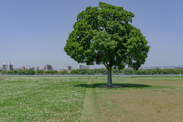 河川敷公園