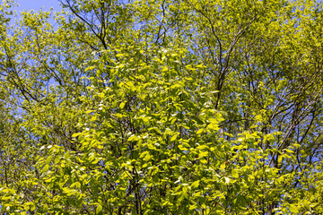 leaves in the garden