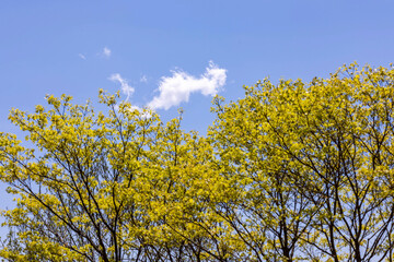 Fototapeta premium yellow flowers and sky
