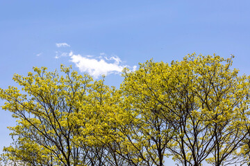 tree and sky
