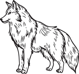 wolf vector illustration, drawing, farm, predator,
