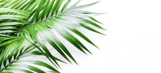 AI generative. Green tropical leaves on white.
