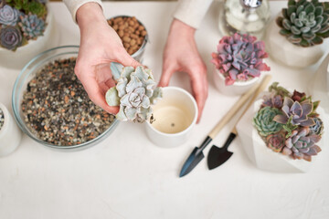 Woman preparing Echeveria Succulent rooted cutting for transplantation in a pot