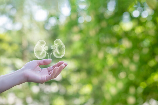 Support and treatment of kidney diseases with herbal medicine.