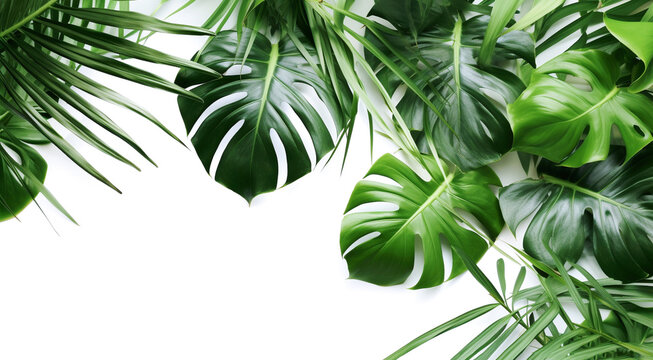 AI generative. Green tropical leaves on white.
