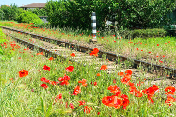 Railroad train panorama tracks flowers frame poppies poppy panorama landscape © Samuele Gallini