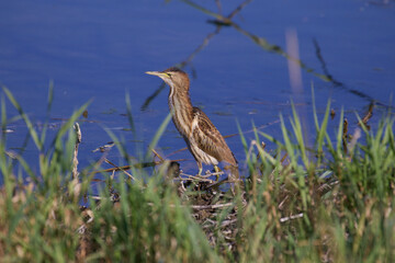 Little bittern
