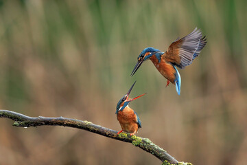 Heimische Tiere – Eisvogel bei der Paarung 