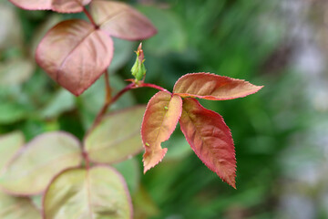 Black aphids or blackfly / greenfly are sitting on a rose bud and foliage, and sucking the sap and an ant is coming to milk them. Garden pests , parasites, desease on roses.	