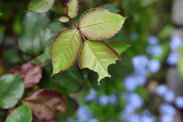 Caterpillar insect is eating and damaging the lush freshly grown rose leave foliage in spring, which is a common rose disease, rose pest.