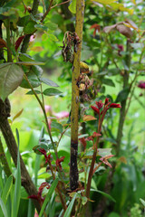 Rose foliage leaves are dying due to a fungal infection such as mildew or wilt. Plant desease on roses.	
