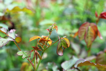 Black aphids or blackfly / greenfly are sitting on a rose bud and foliage, and sucking the sap and an ant is coming to milk them. Garden pests , parasites, desease on roses.	