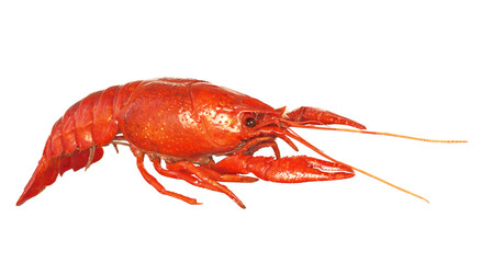 Cooked red crawfish or crayfish isolated. Png transparency