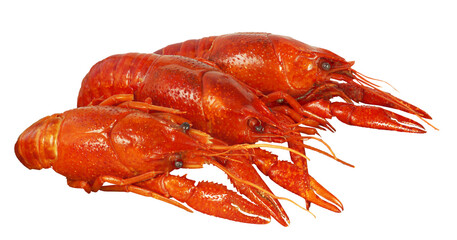 Cooked red crawfish or crayfish isolated. Png transparency