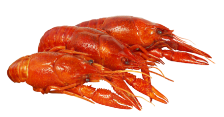 Cooked red crawfish or crayfish isolated. Png transparency