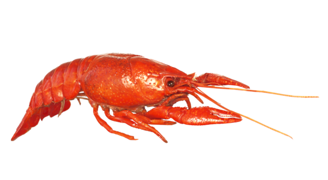 Cooked red crawfish or crayfish isolated. Png transparency