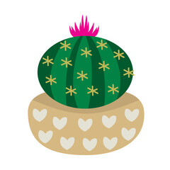 Succulent plant in pot for decorative.