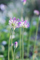 Purple  onion flowers