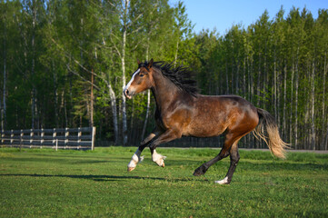 young welsh pony galloping on a field in summer