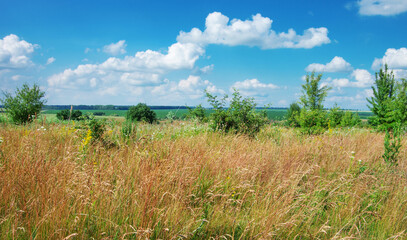 green meadow and blue sky with clouds in summer