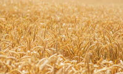 Fields of wheat at the end of summer fully ripe