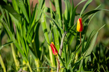 Wild Red Book tulips Kaufman in the fields of Kazakhstan. Spring flowers under the rays of sunlight. Beautiful landscape of nature. Hi spring. Beautiful flowers on a green meadow.