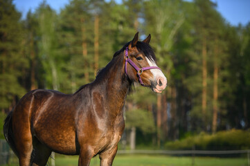 Obraz premium close up portrait of a young welsh pony outdoors in summer