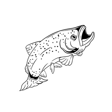 Hand drawn illustration of fishing trout outline