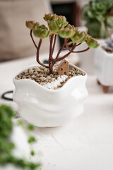 Aeonium Green Tea Succulent in a white ceramic pot with decorative small house