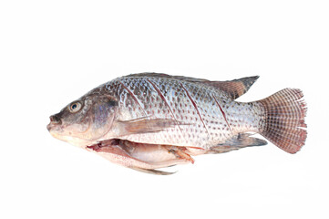 Fresh tilapia isolated on white background, freshwater fish