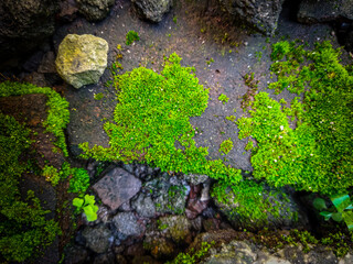 moss on stone wall