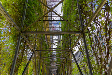 MFO public park with beautiful wisteria plants at metal grid at City of Zürich district Oerlikon...