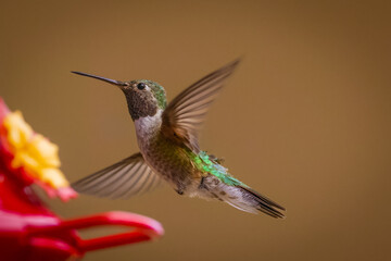 Hummingbirds