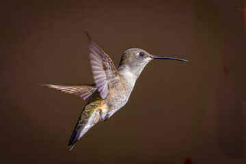 Hummingbirds