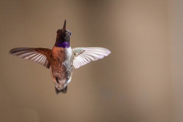 Obraz premium Hummingbirds