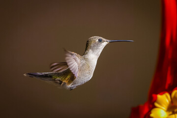 Hummingbirds