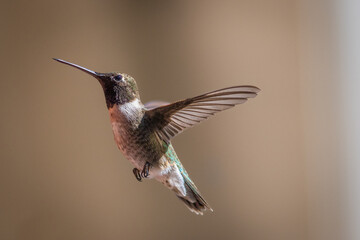 Hummingbirds