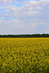 Obraz premium blue sky and yellow field in Chernihiv region of Ukraine