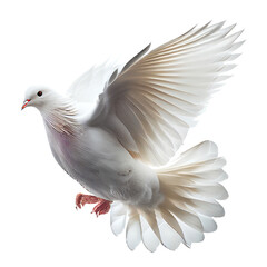 Colorful birds are flying beautifully on a white background.