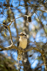 Close up of a beautiful Kookaburra bird in a gum tree in Australia. Australian Native bird.