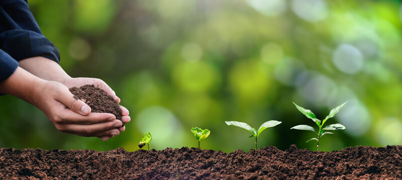 plant in the hand of a tree Ecological environment concept and forest conservation. taking care of the forest nature background