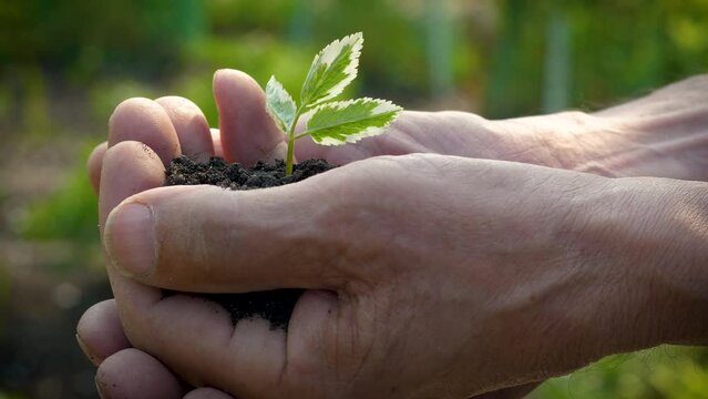 land with a flower sprout in the hands of a pensioner. concept new life, save the harvest, the farmer takes care of the crops, the continuation of life