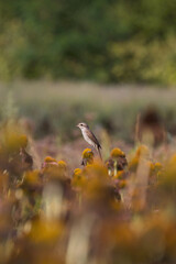 red-backed, shrike 