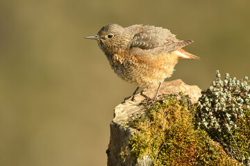 hembra de roquero rojo en primavera