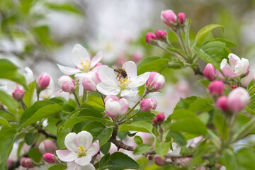 Fototapeta na wymiar spring tree flowers white pink and bee collecting pollen