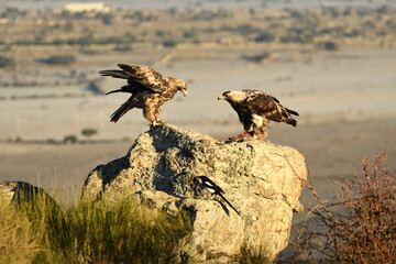 aguilas imperiales en la roca,