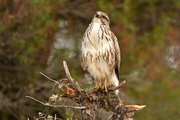 aguila ratonero posando sobre una rama