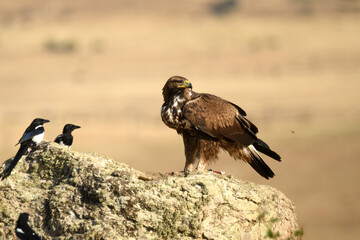 aguila real en la montaña sobre una roca