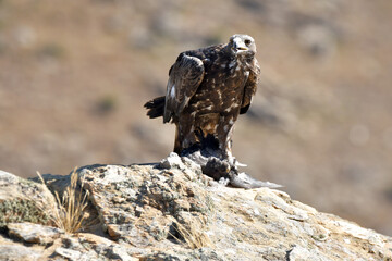 aguila real en la montaña sobre una roca