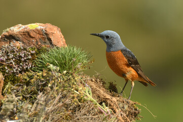 Roquero rojo en la sierra de gredos